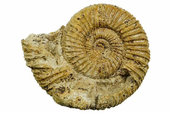 Jurassic Ammonite (Perisphinctes) Fossil - France #363630